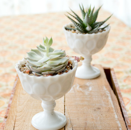 Succulents