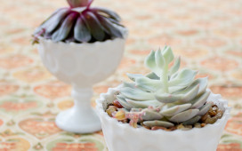 Succulents