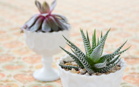 Succulents