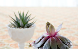 Succulents