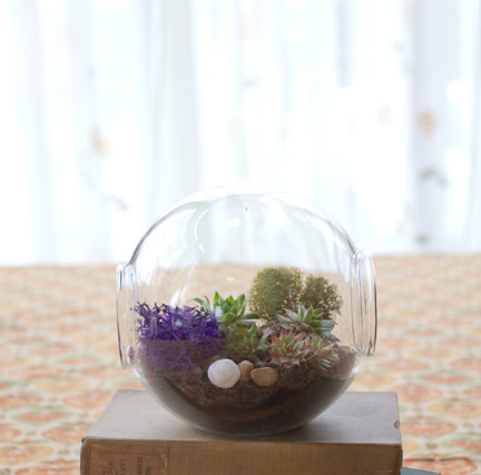 Terrarium
