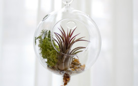 Glass Orb Hanging Container + Air Plant